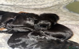 Cockapoo dogs for sale: Cockapoo F1B puppies  - Image 2