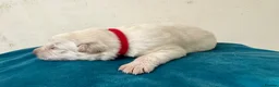 German Shepherd dogs for sale: EXCEPTIONAL WHITE GERMAN SHEPHERD PUPPIES FOR SALE - Advert 6