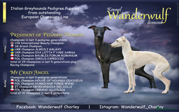 Italian Greyhound dogs for sale: Outstanding pedigree Italian Greyhounds  - Image 1