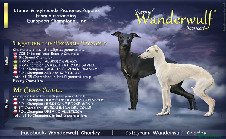 Italian Greyhound dogs - Advert 1
