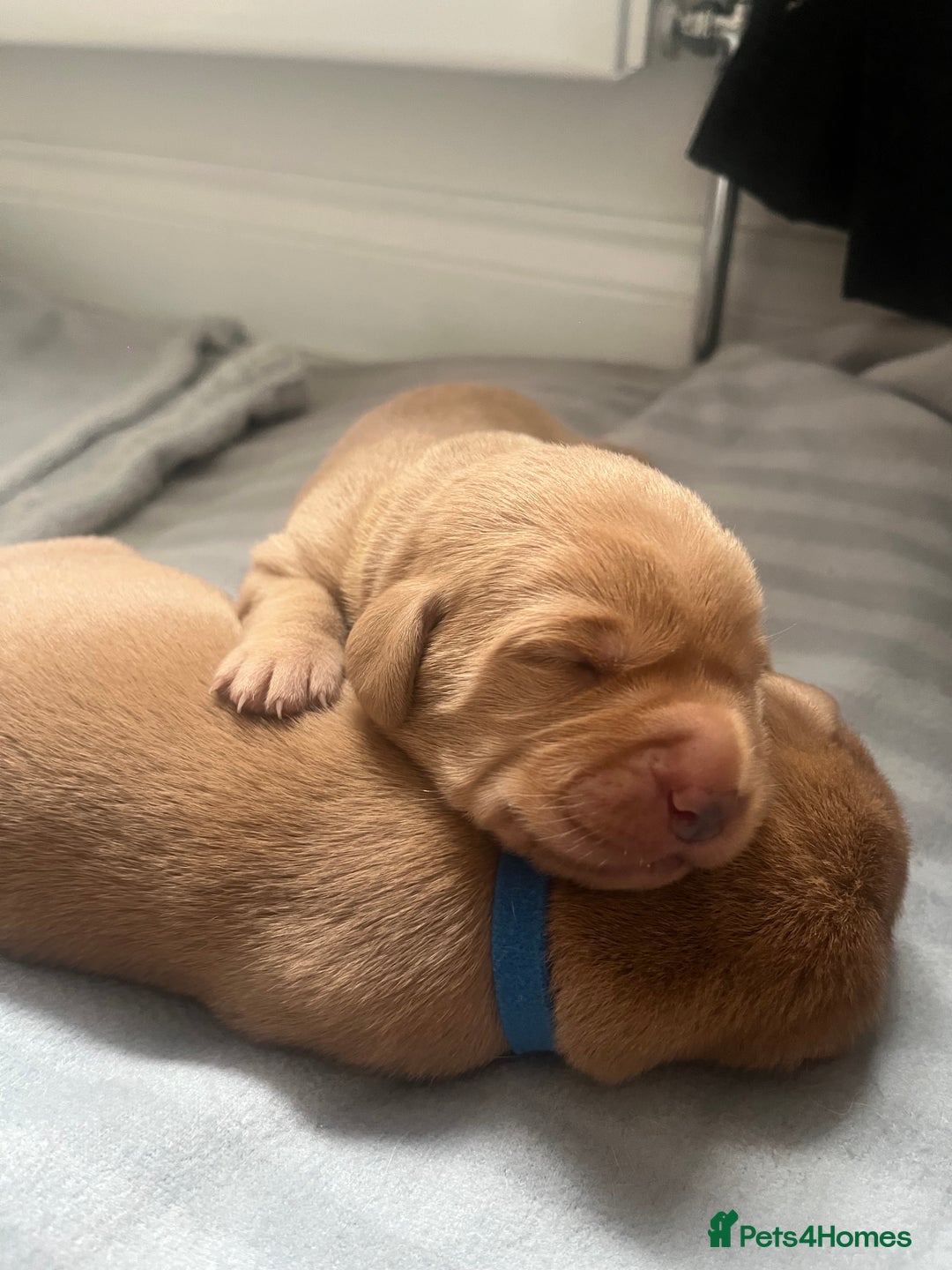 Labrador Retriever dogs for sale: 🌟 5 Star KC Registered FOX RED & YELLOW Labradors - Advert 10