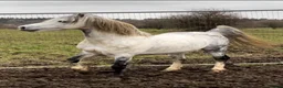 Welsh Section C horses for sale: Welsh x cob  - Advert 2