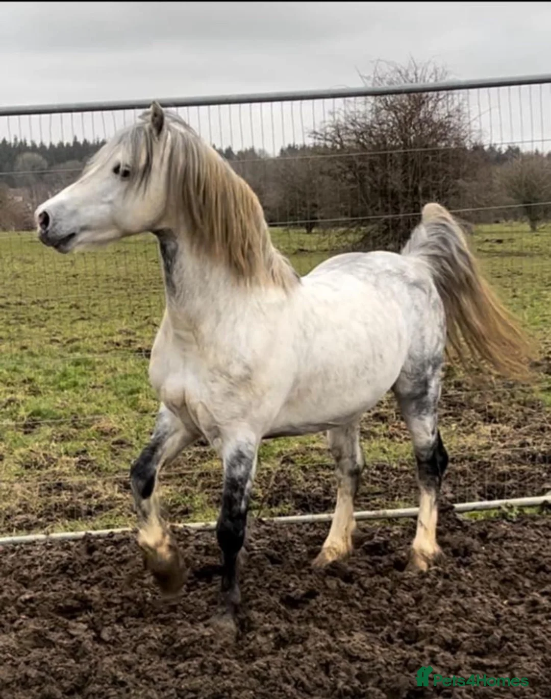 Welsh Section C horses for sale: Welsh x cob  - Advert 2