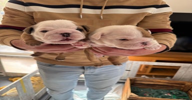 English Bulldog dogs - Advert 15