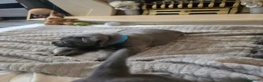 Staffordshire Bull Terrier Puppy 2