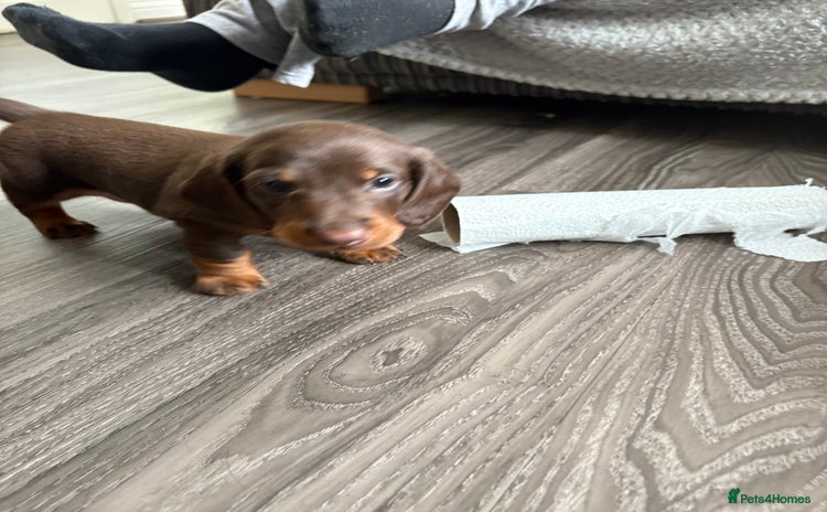 Dachshund dogs Long haired  - Advert 3