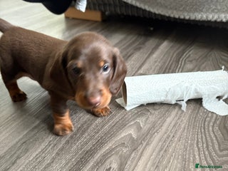 Dachshund dogs Long haired - Advert 1