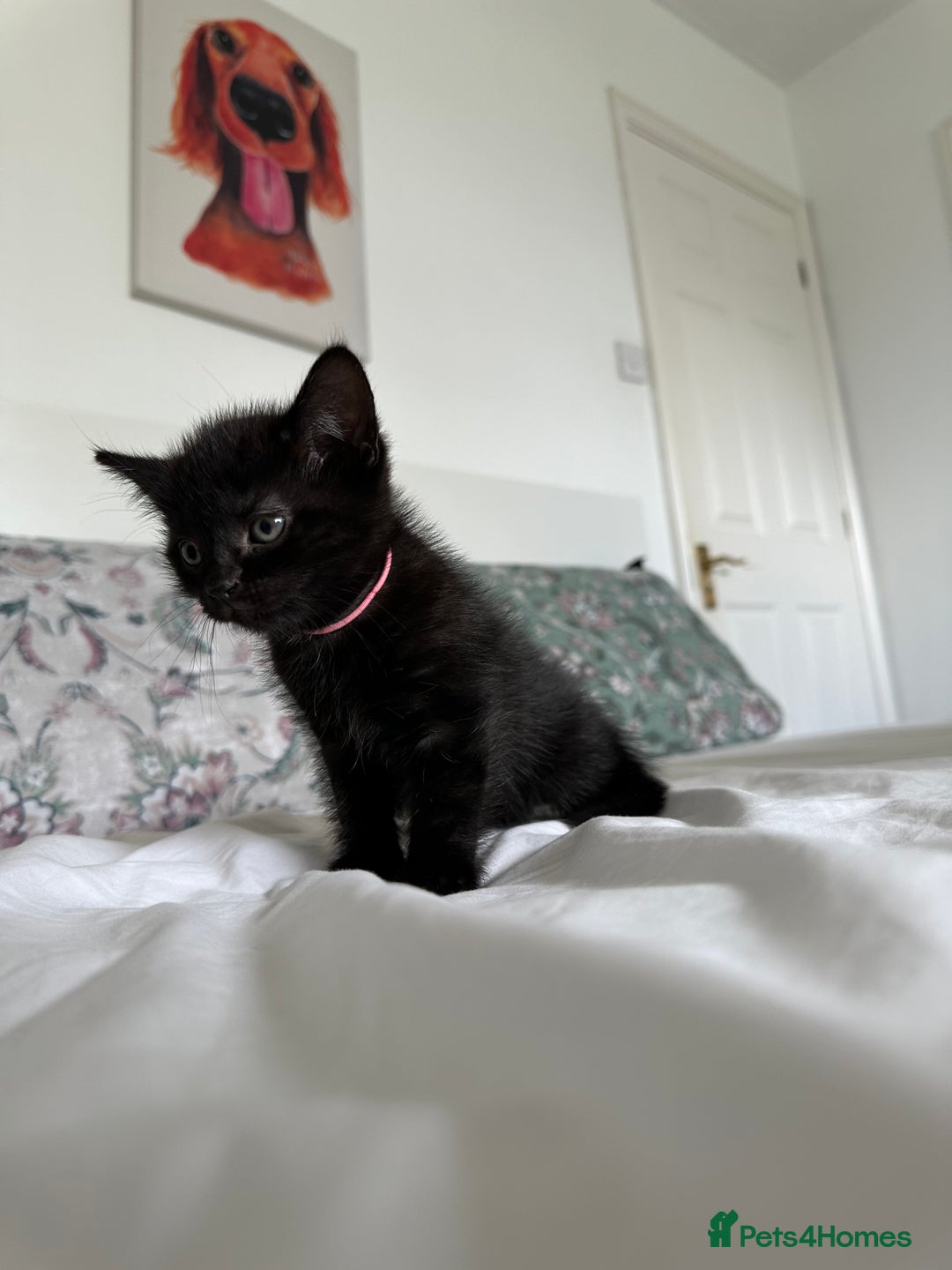 Domestic Shorthair cats for sale: For Sale! Three black cute and lovely kittens  - Image 4