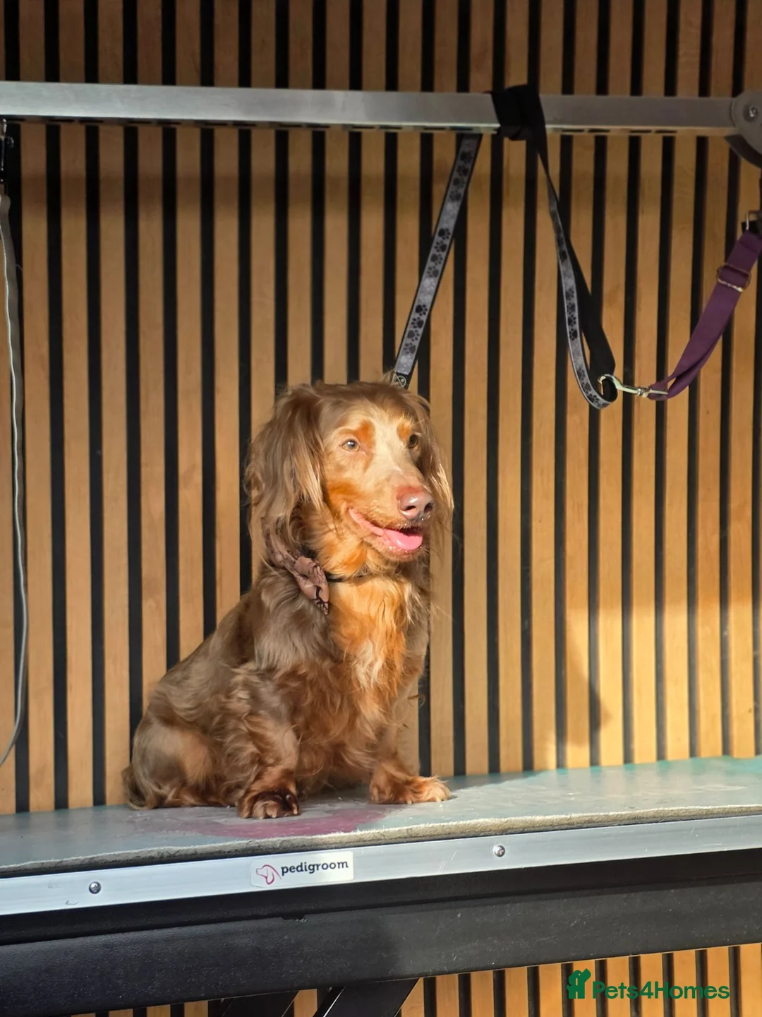 Miniature Dachshund dogs for stud: **RogueRoyales Luxe** PRA Clear Long Hair - Advert 2