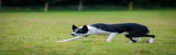Border Collie dogs for stud: Athletic, Kind, Health Tested, Driven Stud - Advert 5