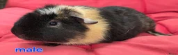 Guinea Pig rodents for sale: Pure breed Teddy guineapigs  - Advert 7