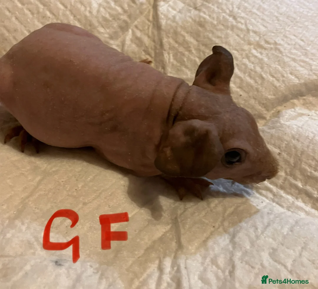 Guinea Pig rodents for sale: Well handled skinny pigs.  - Advert 13