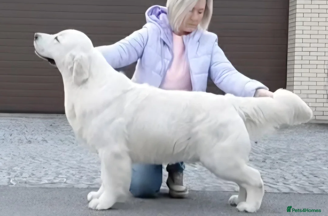 Golden Retriever dogs for sale: KC Registered Golden Retrievers- DNA Health Tested - Advert 5