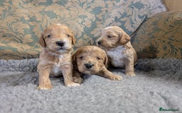Cockapoo dogs for sale: Ready now! F1 cockapoo pups, health tested parents - Image 4