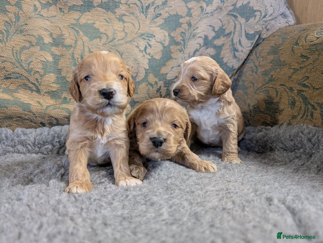 Cockapoo dogs for sale: Ready now! F1 cockapoo pups, health tested parents - Image 4