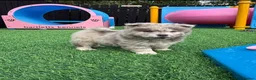 Chow Chow dogs for sale: Genuine exotic colour chowski puppies for sale - Advert 39