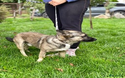 Mixed Breed dogs for adoption: 💙🐶 KAI 🐶💙 - Image 9