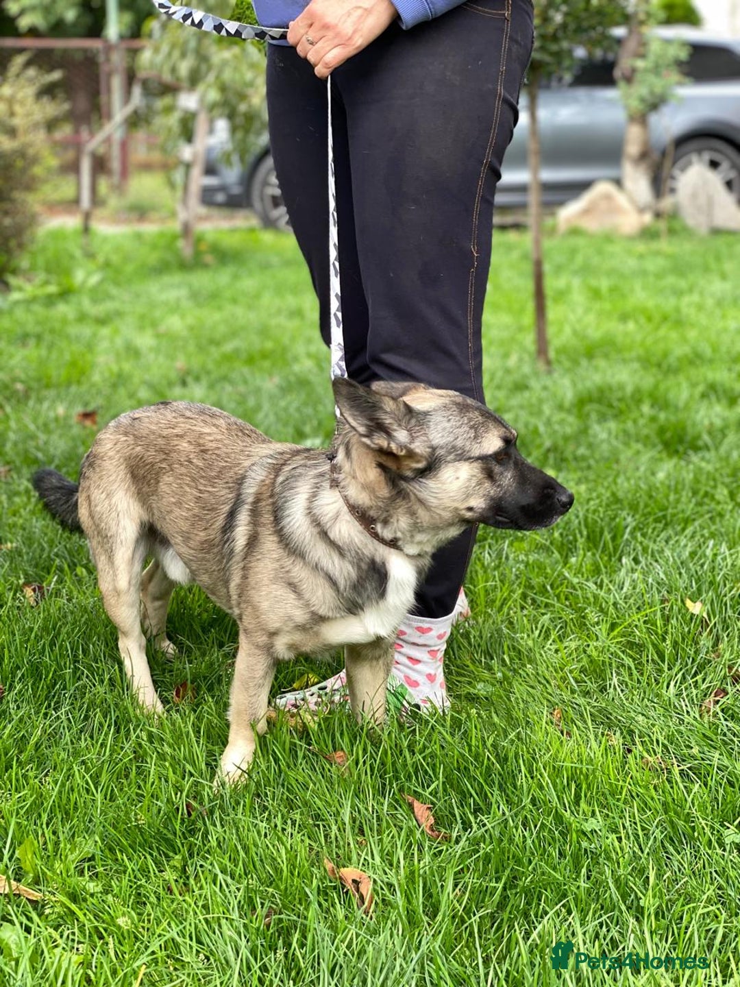 Mixed Breed dogs for adoption: 💙🐶 KAI 🐶💙 - Image 9