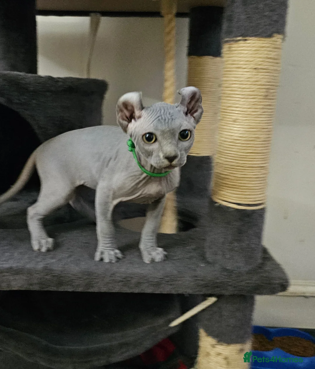 Sphynx cats for sale: Sphynx Elf kittens - Advert 21
