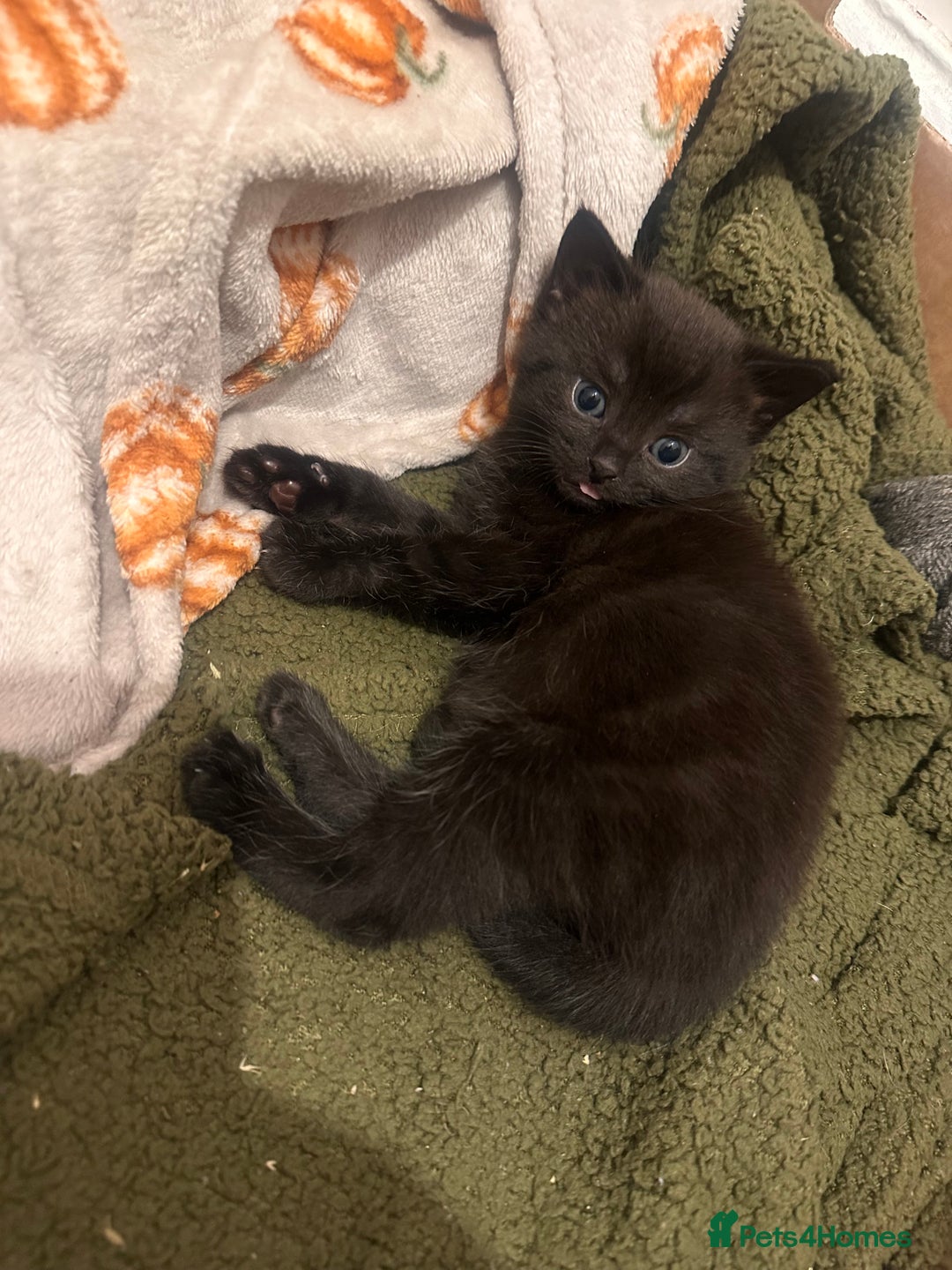 Mixed Breed cats for sale: Mother & Son  - Advert 3