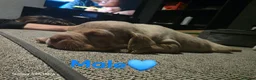 Mixed Breed dogs for sale: American bulldog staff x chow in Telford - Advert 13