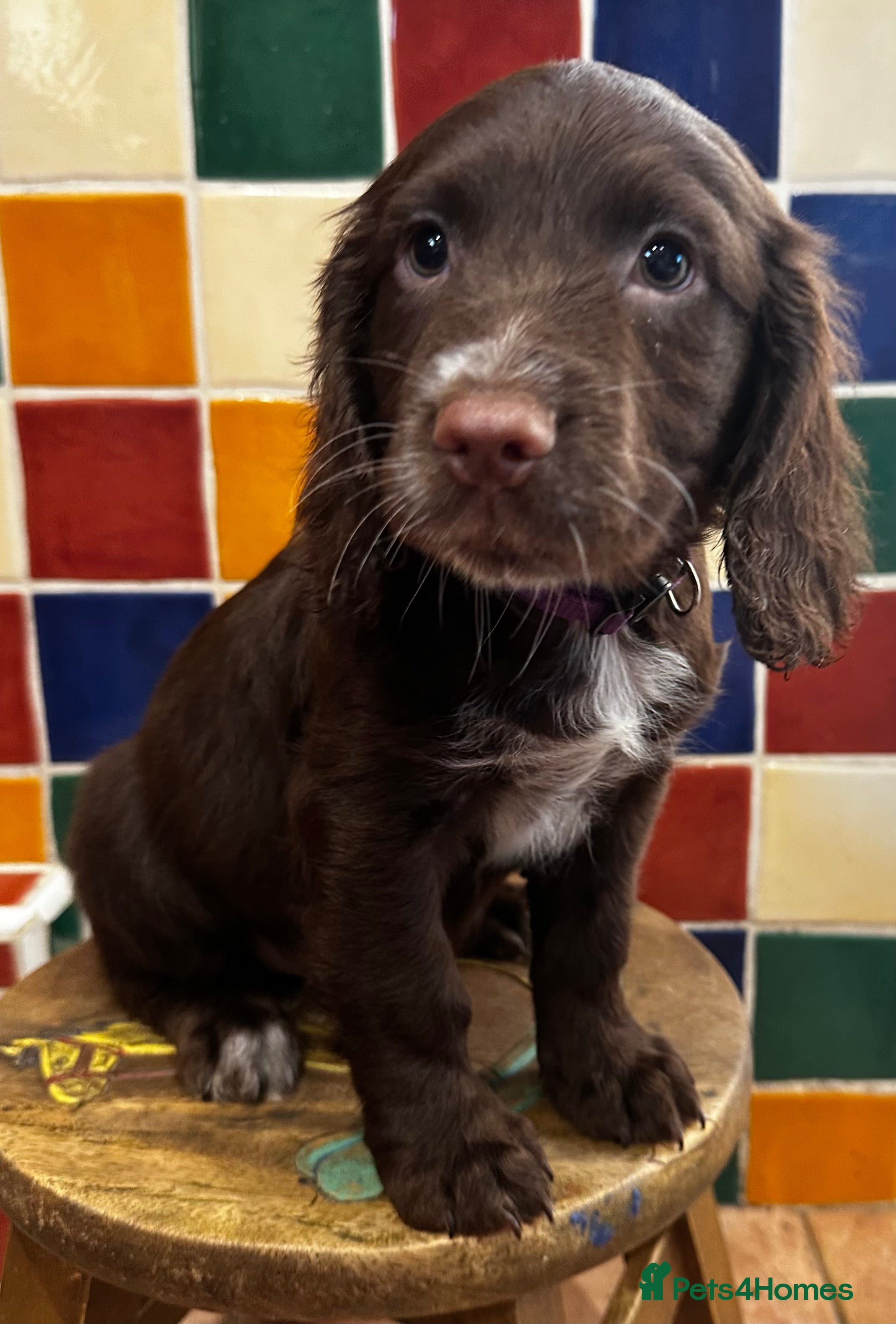 Cocker Spaniel dogs Working cocker spaniel puppies  - Advert 2