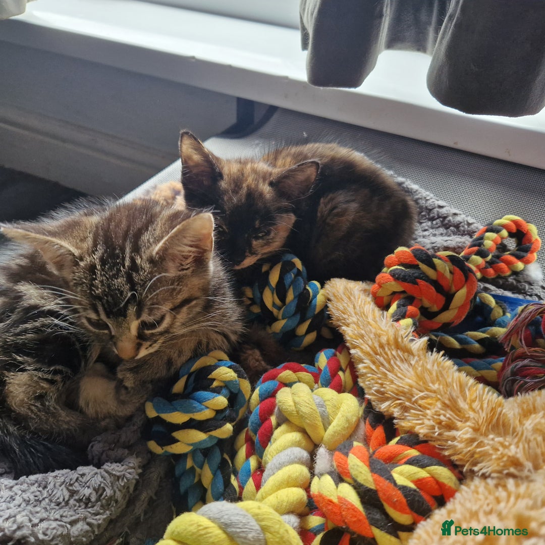 Mixed Breed cats for sale: Mixed breed Beautiful kittens - Image 8