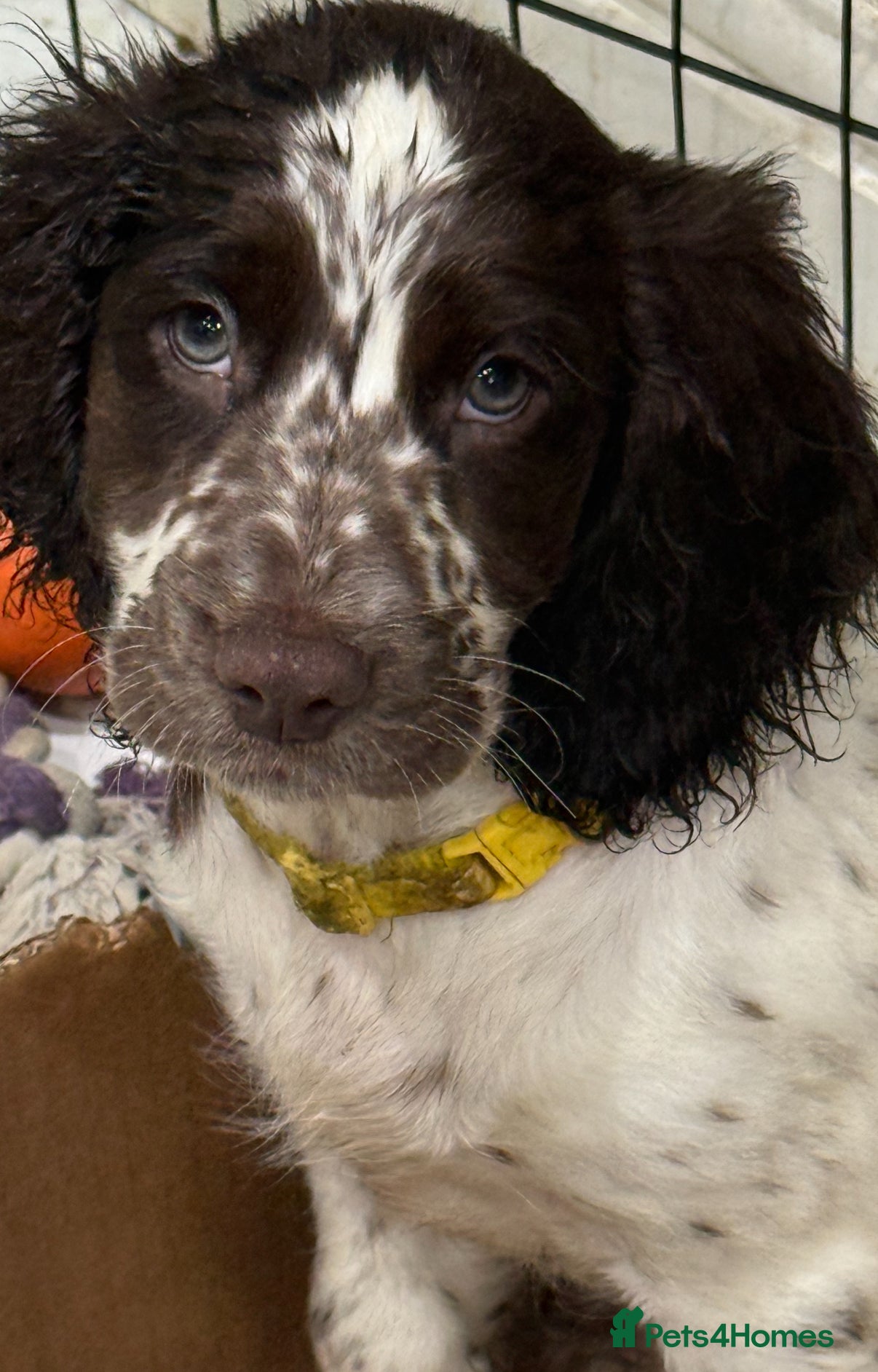 Cockapoo dogs Beautiful Cockapoo puppies for sale - Advert 5