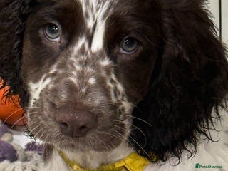Cockapoo dogs Beautiful Cockapoo puppies for sale - Advert 5