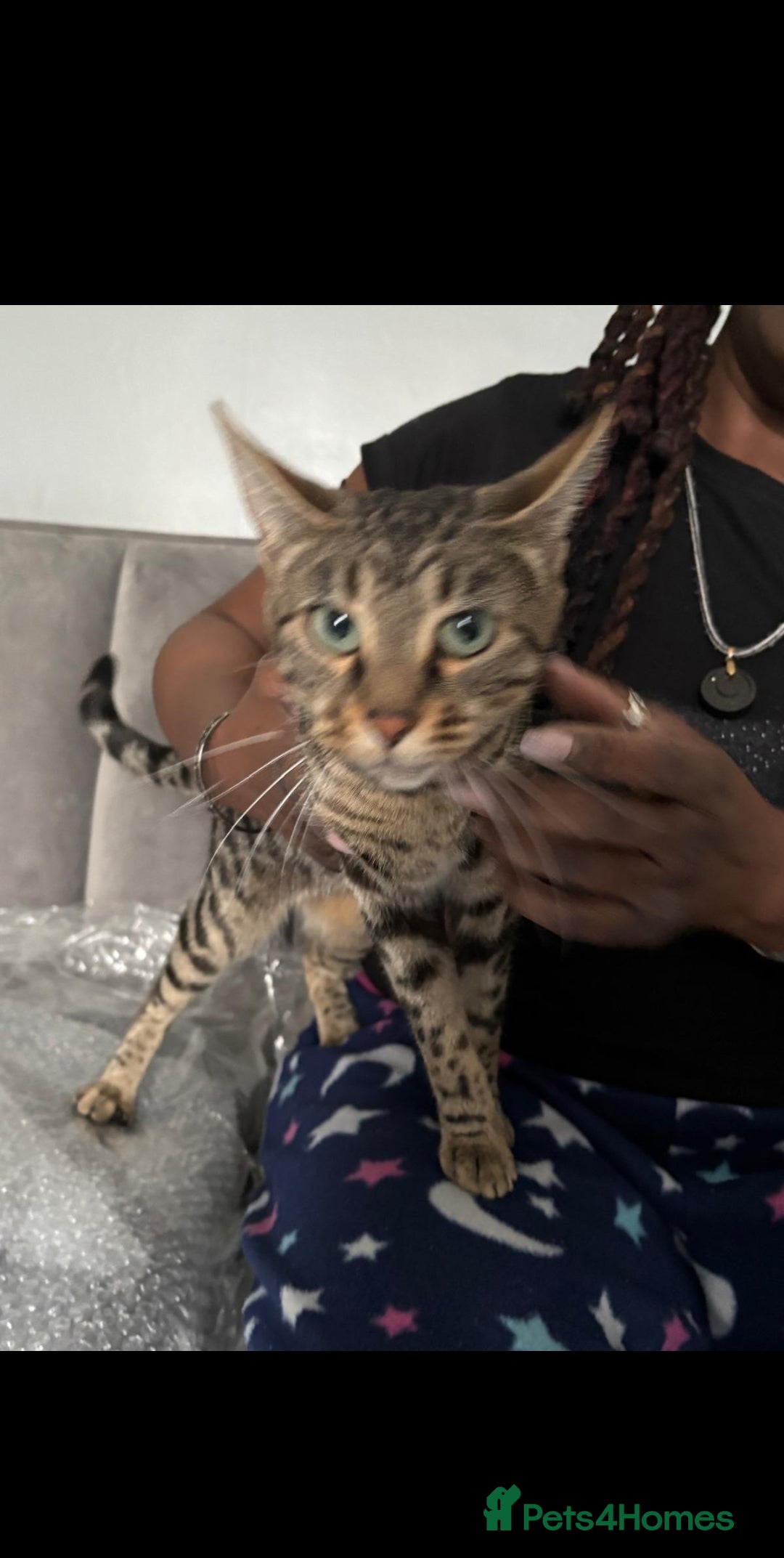 Mixed Breed cats for sale: PEDIGREE BENGAL PEDIGREE TABBY MIXED BOY - Advert 3