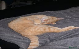 Domestic Shorthair cats for sale: Zuki the cat - Image 5