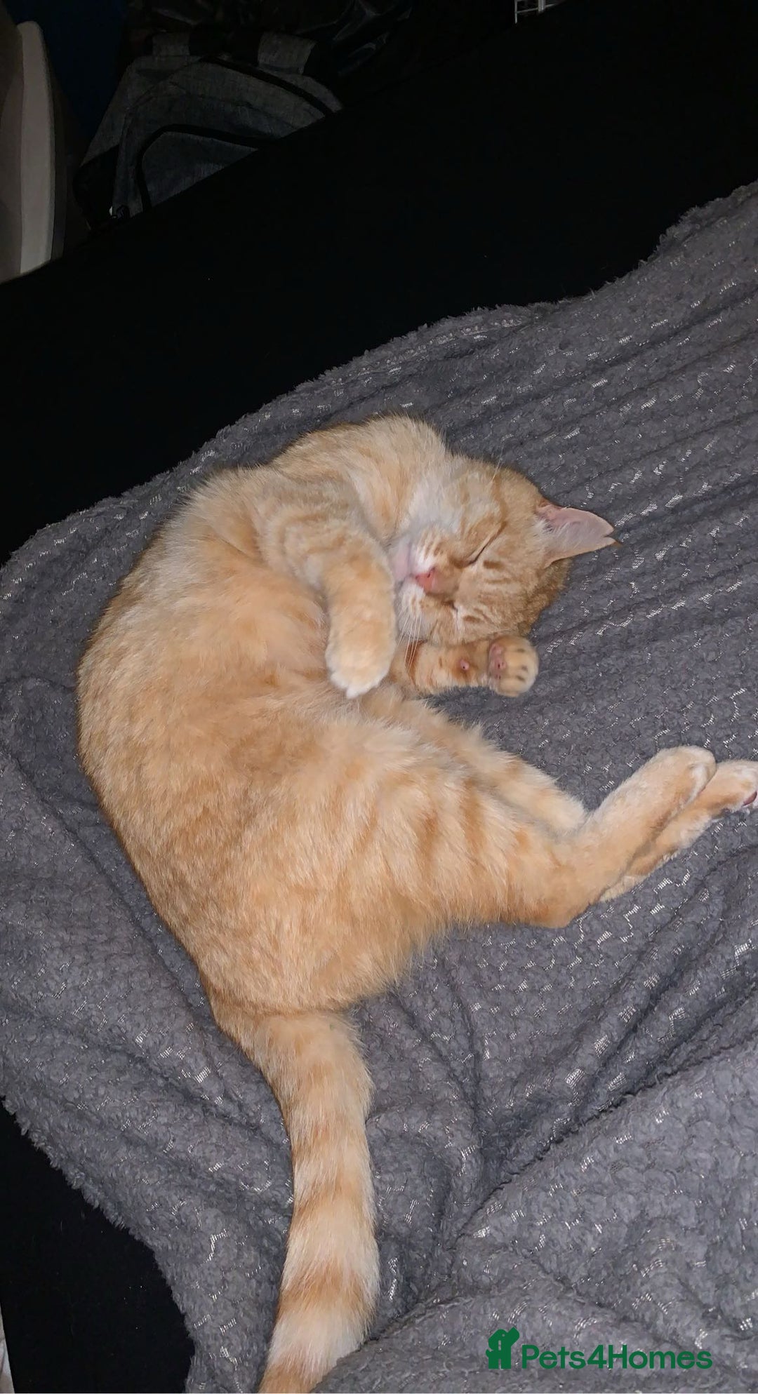 Domestic Shorthair cats for sale: Zuki the cat - Image 5
