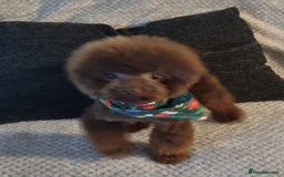 Toy Poodle dogs for sale: 1 Male & 1 Female Toy Poodle - Image 29