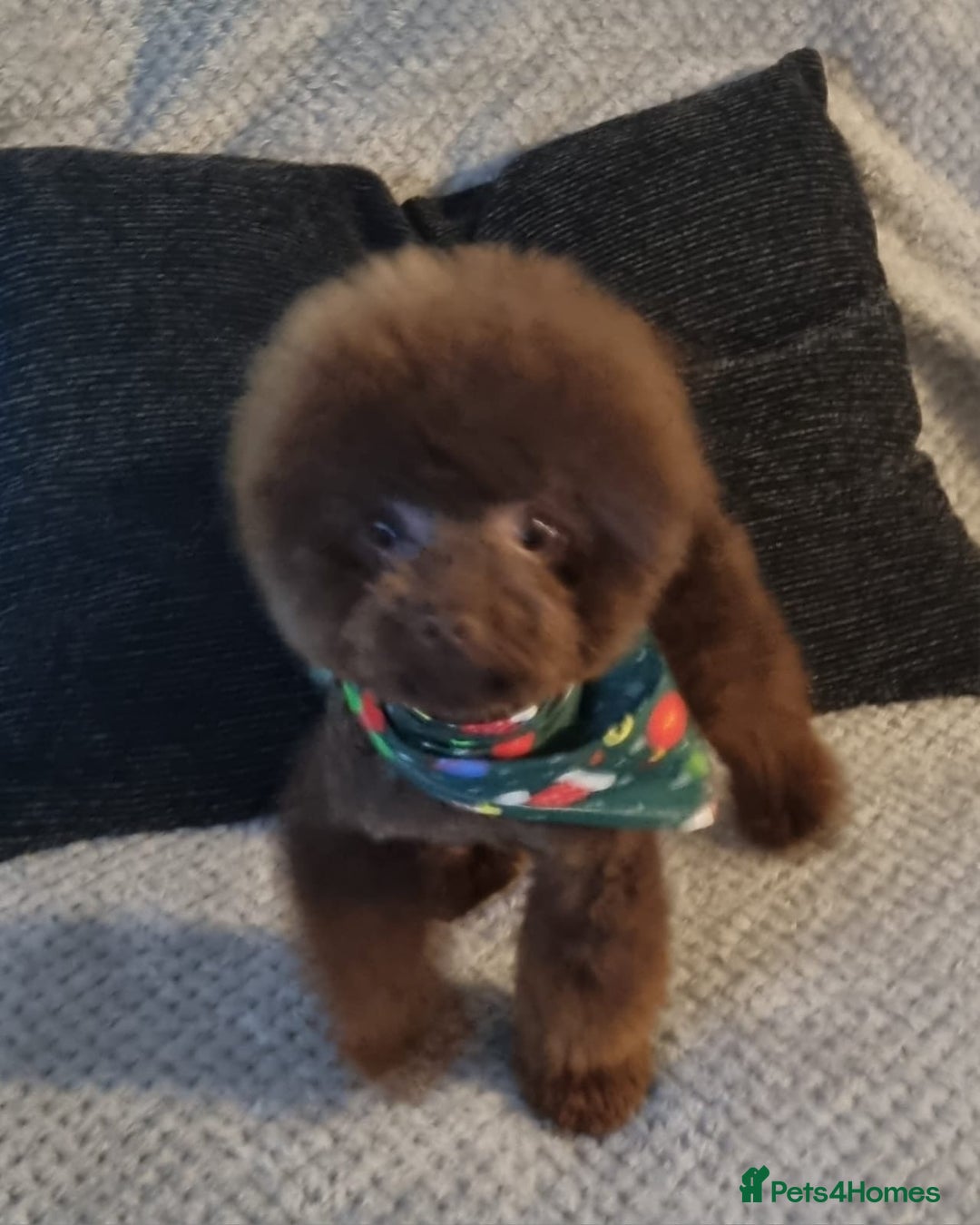 Toy Poodle dogs for sale: 1 Male & 1 Female Toy Poodle - Image 29