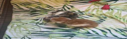 Domestic Shorthair cats for sale: Two beautiful female kittens for new home - Advert 8