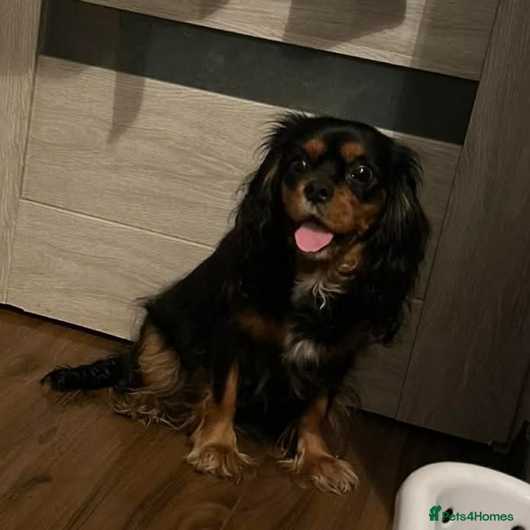 Cavalier King Charles Spaniel dogs for sale: Beautiful King Charles cavalier  - Advert 2