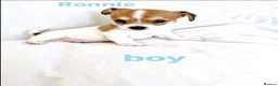 Mixed Breed dogs for sale: 11 Jack Russell x Chihuahua Puppies – 2 Litters - Advert 3