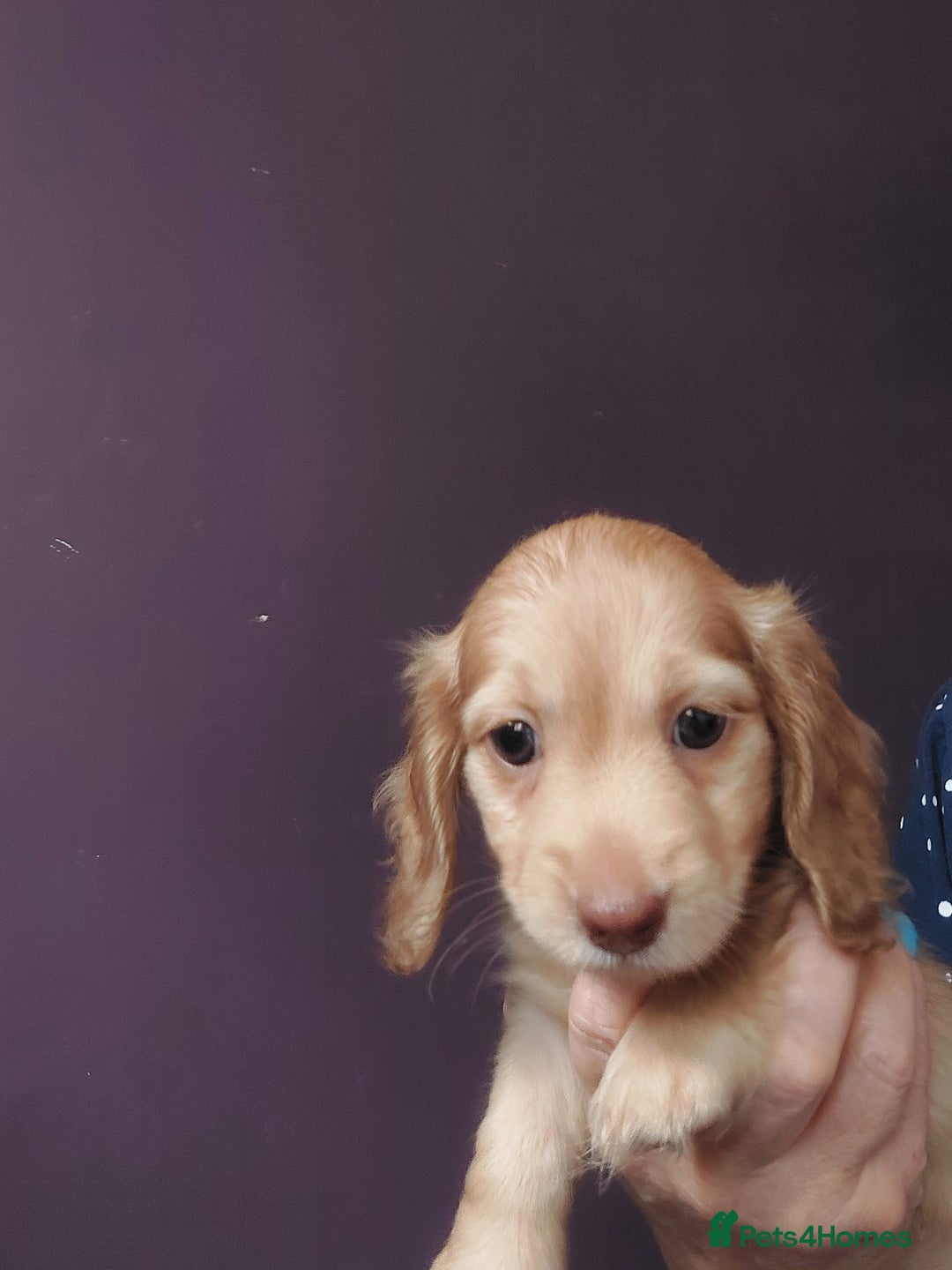Miniature Dachshund dogs for sale: READY NOW BLACK & CREAM KC REG MINI L HAIRED DAXIS - Image 29