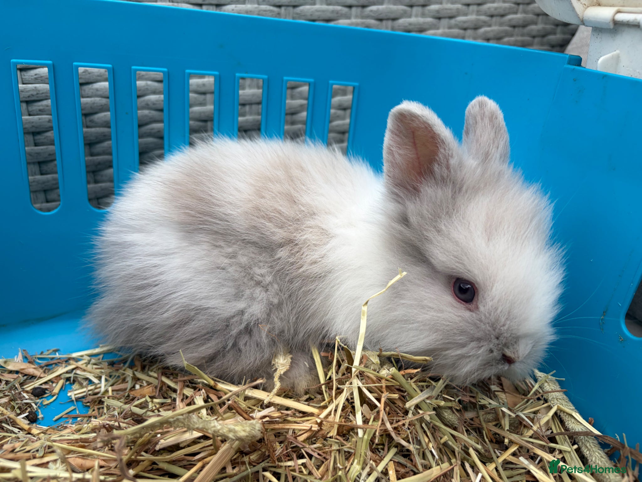 Lionhead rabbits Double mane lion lead bunny’s for sale  - Advert 7