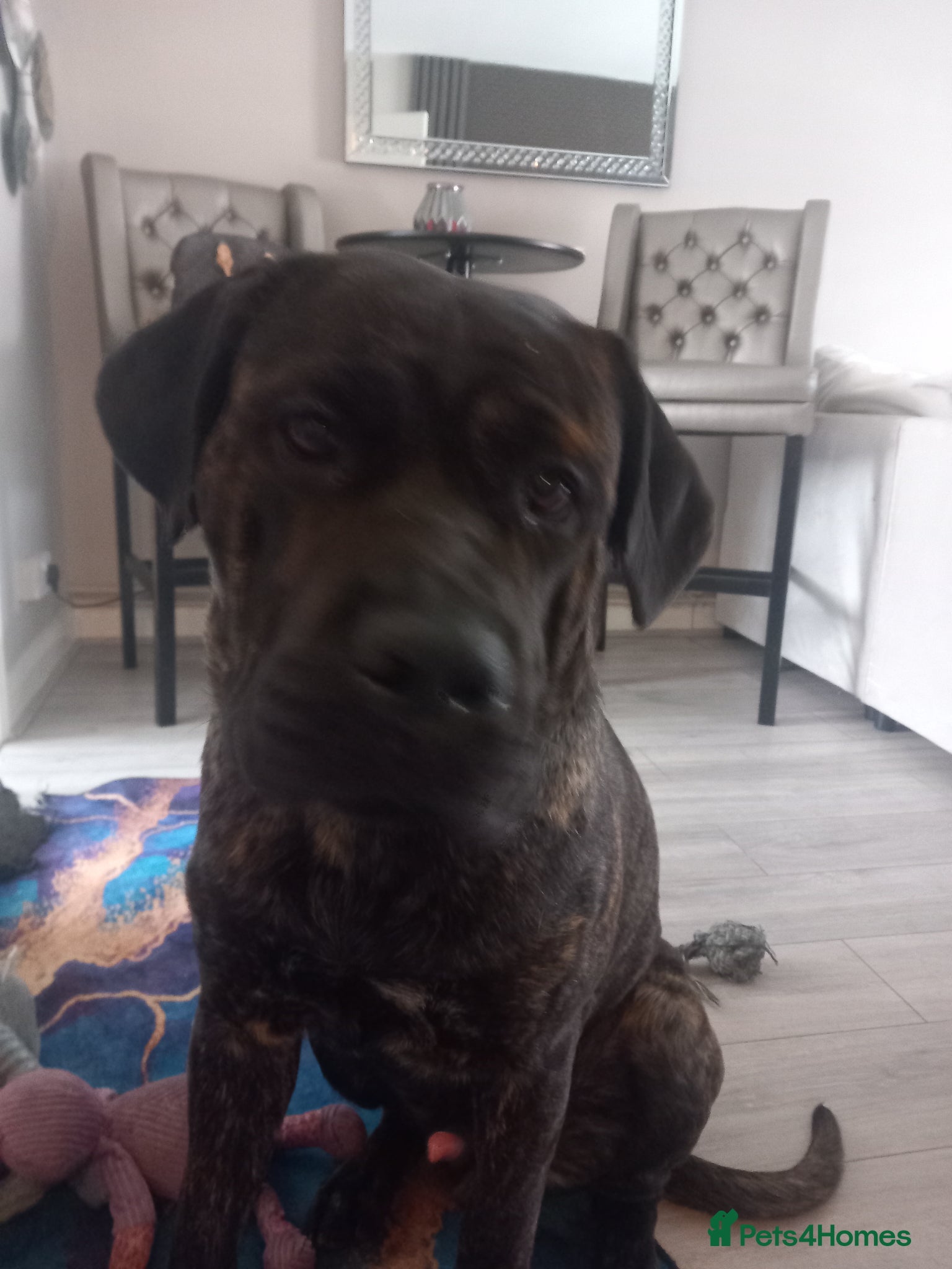 Chinese Red Dog dogs Beautiful male cancorsa, ready to be stud - Advert 3