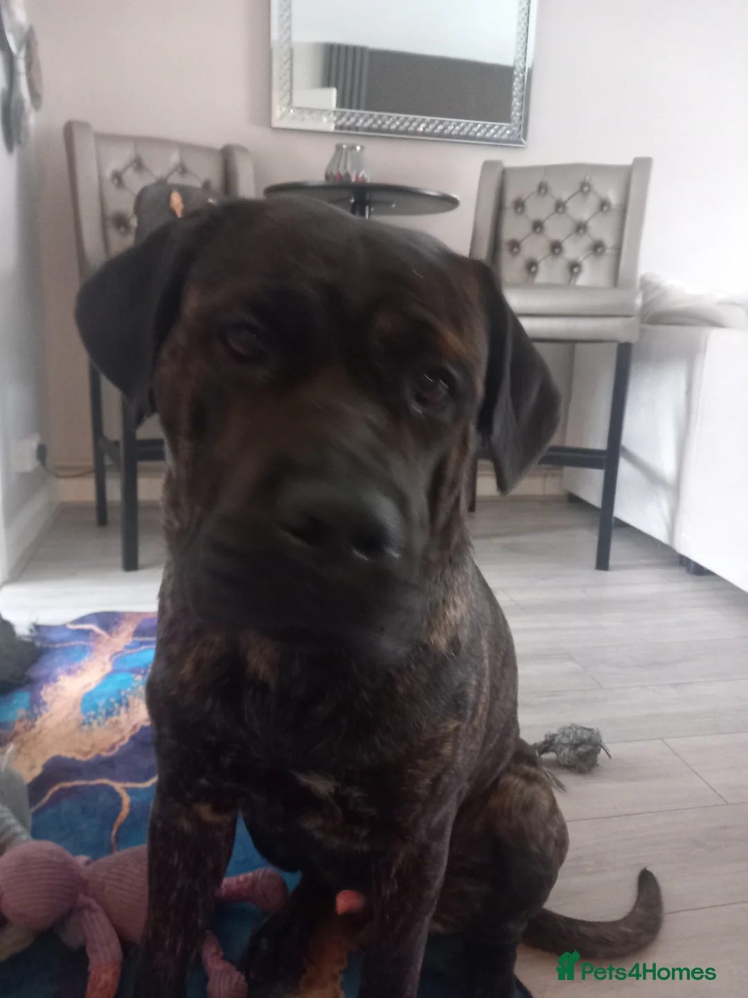 Chinese Red Dog dogs for stud: Beautiful male cancorsa, ready to be stud in Basildon - Advert 1