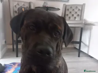 Chinese Red Dog dogs Beautiful male cancorsa, ready to be stud - Advert 3