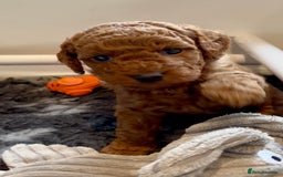 Cockapoo dogs for sale: Stunning Fox Red F1B Cockapoos only 1 girls left - Image 33