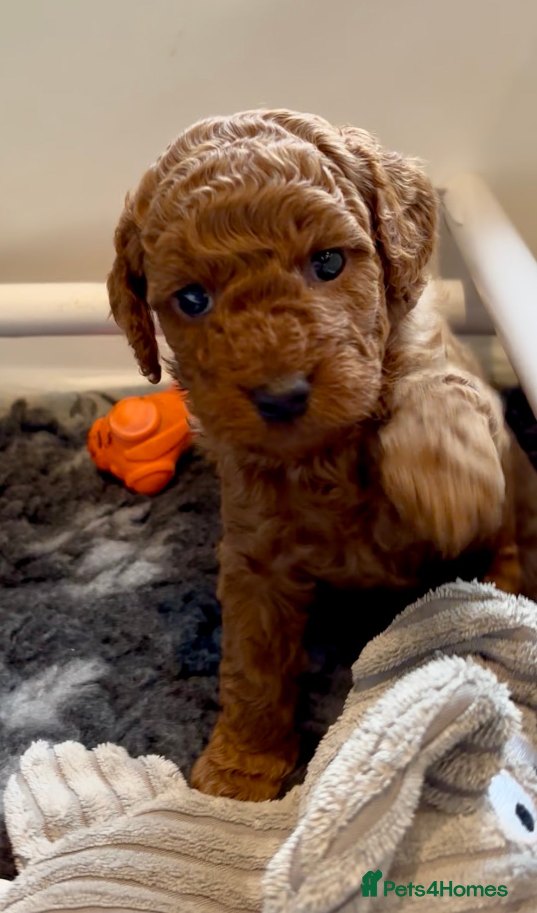Cockapoo dogs for sale: Stunning Fox Red F1B Cockapoos only 1 girls left - Image 33