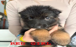 German Shepherd dogs for sale: Grandson of Famous Boss (Bossenburg) pups - Image 7