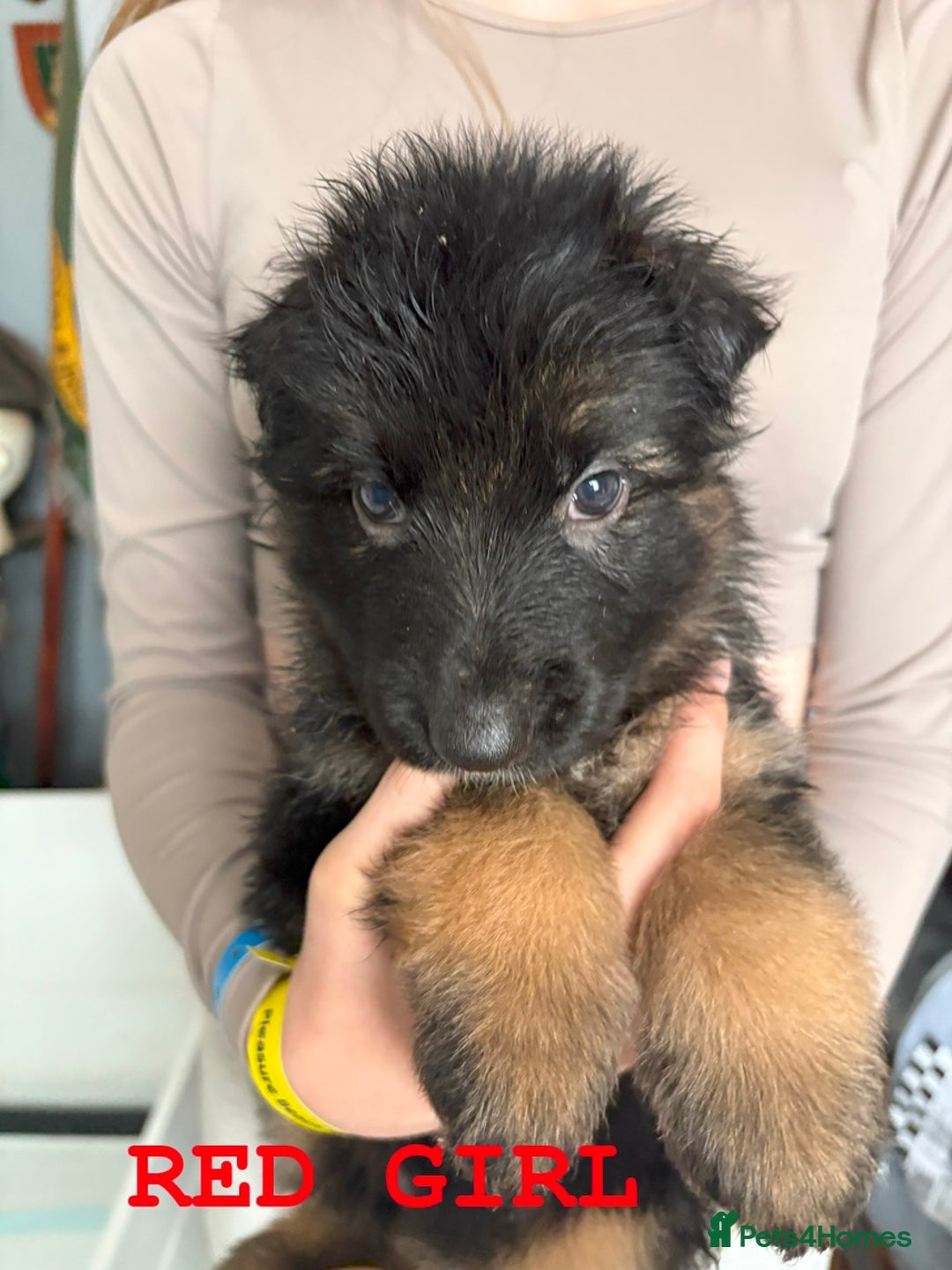 German Shepherd dogs for sale: Grandson of Famous Boss (Bossenburg) pups - Image 7