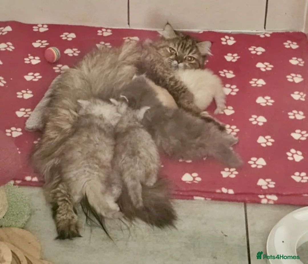 Persian cats for sale: *Last 2* Gorgeous litter of Persians  - Advert 22