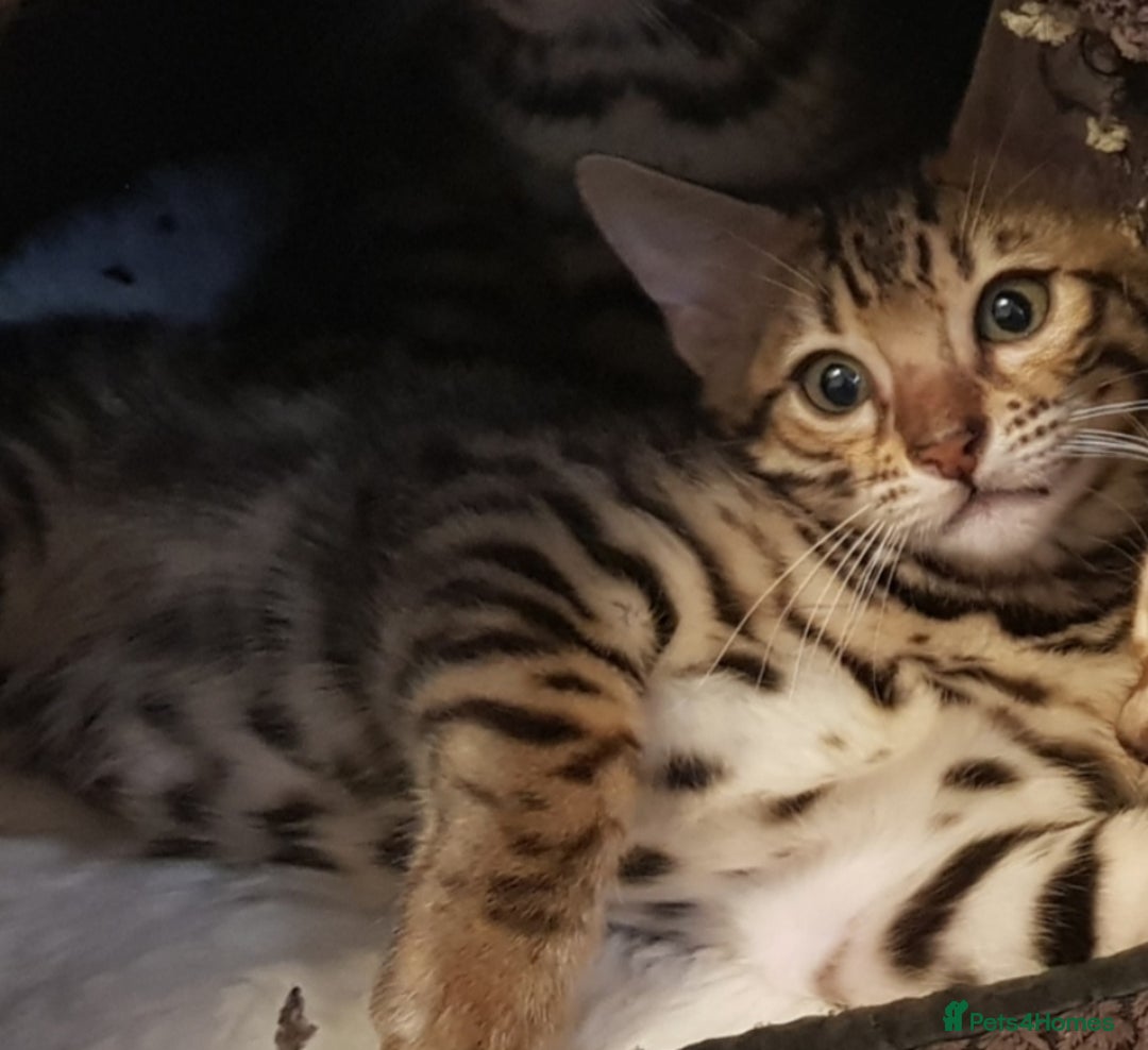 Bengal cats for sale: Bengal kittens last girl available  - Advert 17