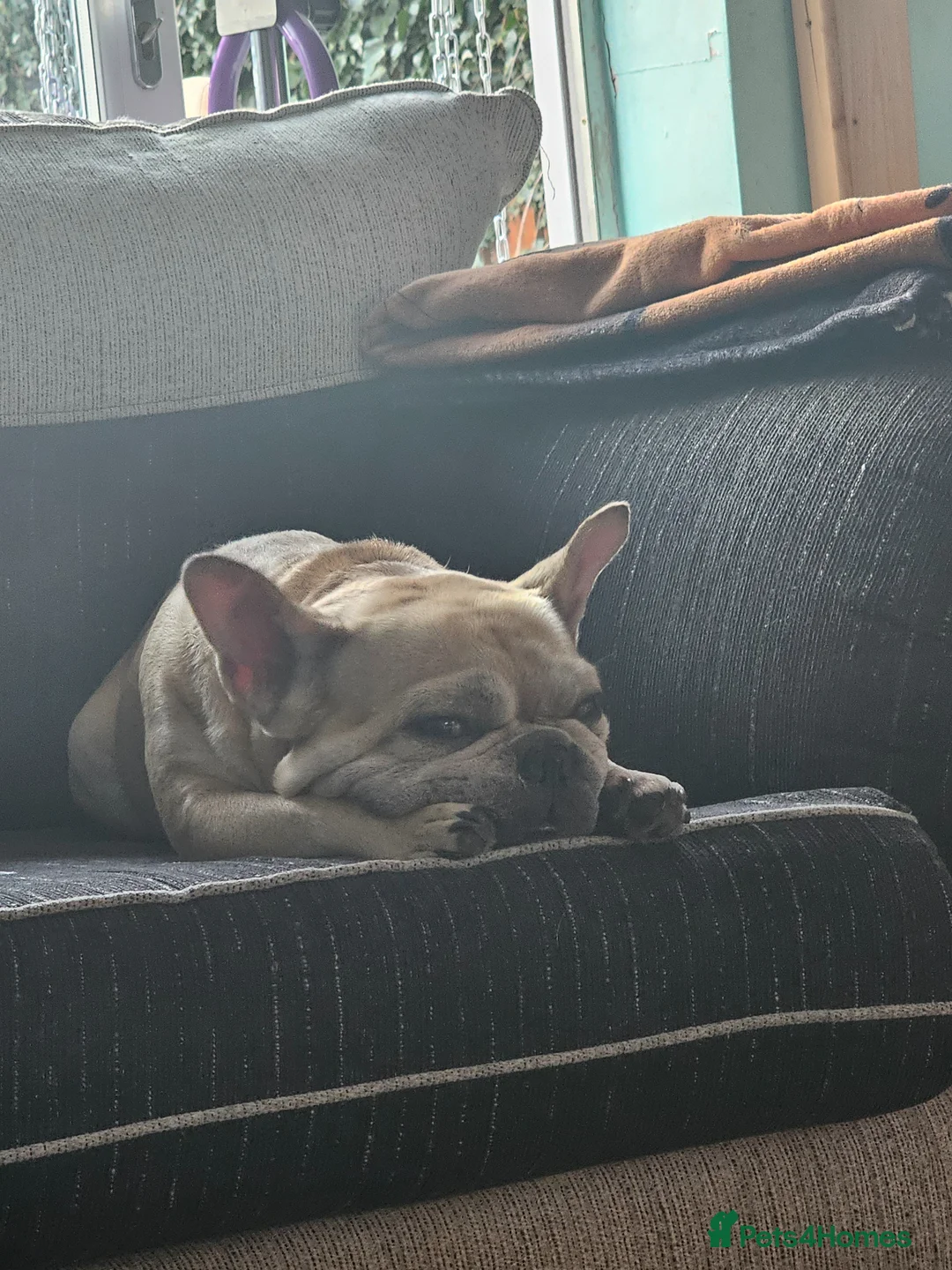 French Bulldog dogs for sale: Eddie  - Advert 1
