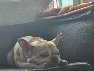 French Bulldog dogs Eddie - Advert 1